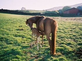 Queenie and Foal